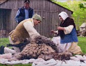 Picture of sheep shearing at Coggeshell Farm